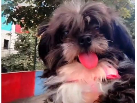 2 yaşında dişi chihuahua shih-tzu mix