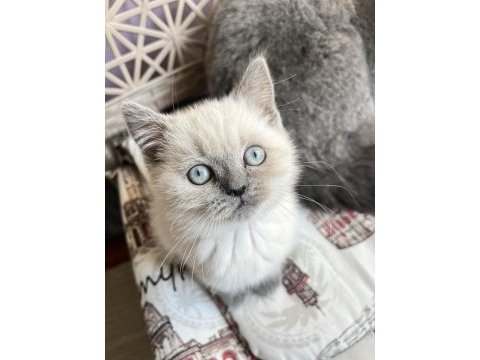 Safkan blue point 2.5 aylık dişi kedimiz
