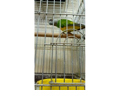 Senegal papağanı 8 aylık