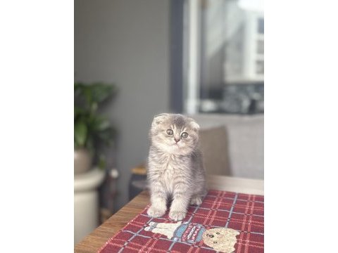 Scottısh fold ayı surat yavrularım 