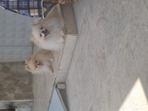 Sevgine zamanına emeğine değecek pomeranian arayanlara
