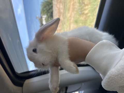 Hollanda lop tavşanı 4 aylık dişi