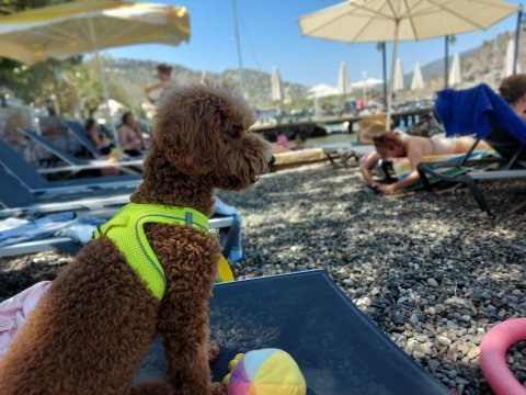 Toy poodle maltipoo yavrusu