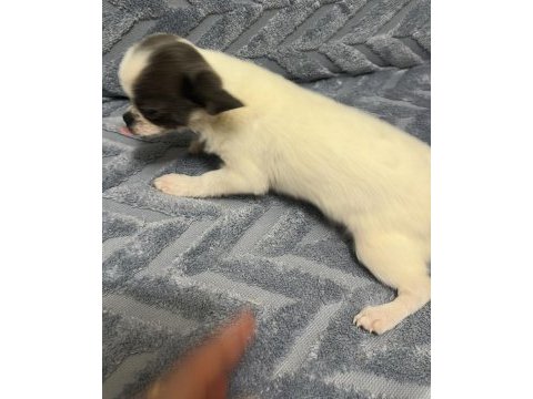 4 aylık erkek şecereli anne babadan chihuahua