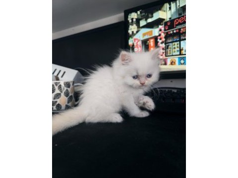 Erkek blue eyes british longhair
