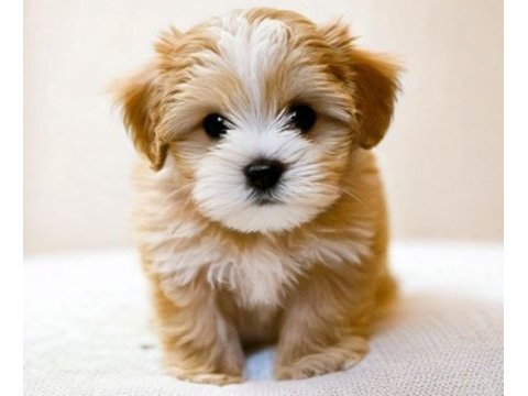 Aşılı teslime hazır maltipoo yavrular
