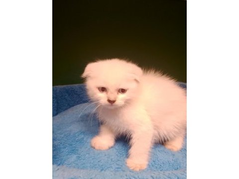 Scottish fold bebeğimiz