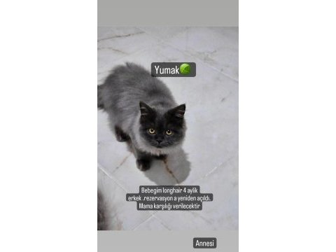 4 aylik erkek british longhair kendisi gibi ismi de yumak