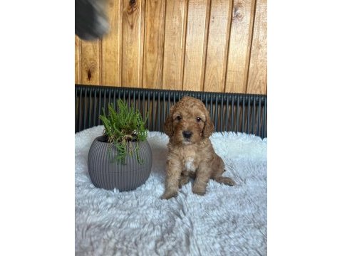 Bebeklerimiz yeni yuvalarını arıyor toy poodle