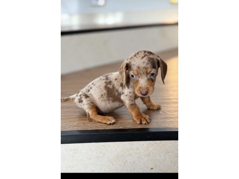 Birçok seçenek ile dachshund sosis bebekler