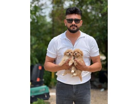Aşılı eğitimli orjinal premıum maltipoo