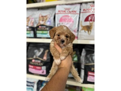 Kg garantili maltipoo yavrularımız