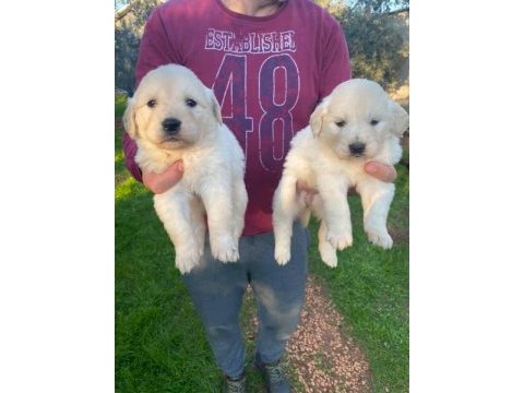 Bebek yüzlü golden retriever köpeklerimiz