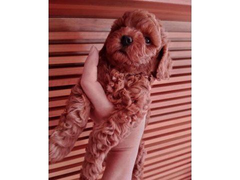 Çok tatlı korekan dişi poodle yavrusu