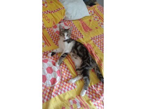 Acil kedi