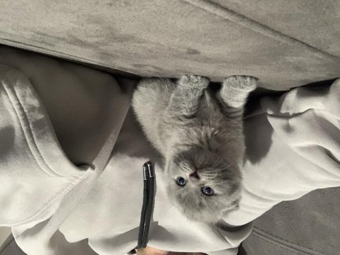 Evden safkan kalite scottish fold yavrular