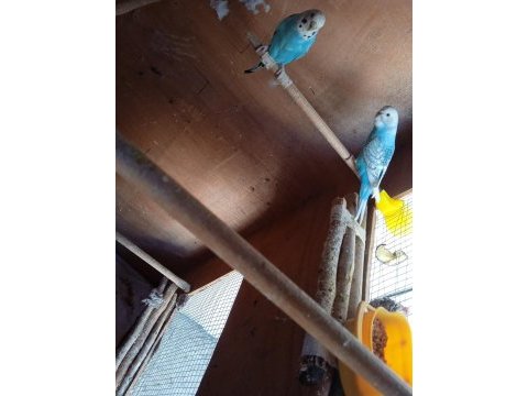 Buz mavisi ve normal mavi muhabbet kuşu