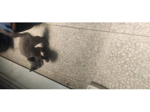 Sahiplendirilecek kedimiz