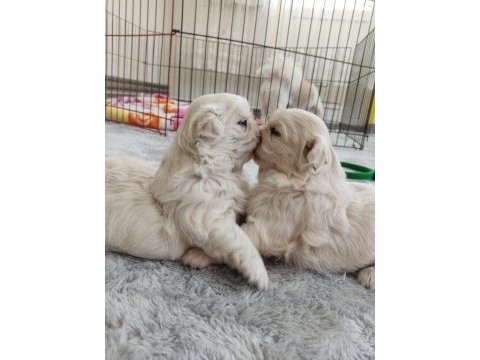 60 günlük safkan pekınez