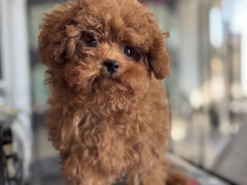 Petmode köpek çiftliğinden tea cup kore poodle