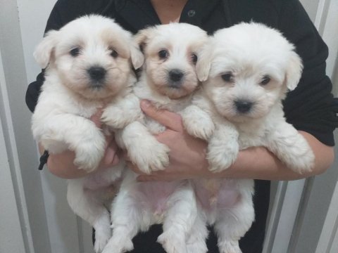 Maltese terrier bebekler