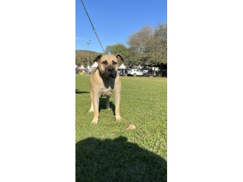 El presa canario puppies