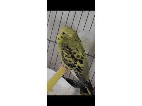 3 yumurtalı genç kurulu hazır çift muhabbet kuşu