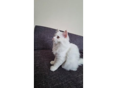 3,5 aylık dişi eğitimli çok oyuncu