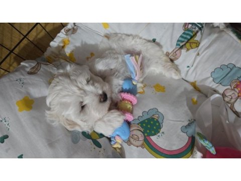 Maltese terrier 52 günlük
