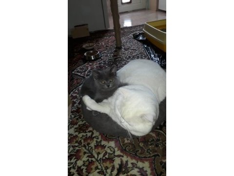 Denizli british shorthair dişi