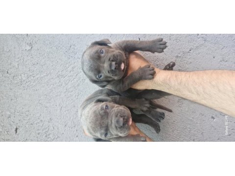 Cane corso köpeği