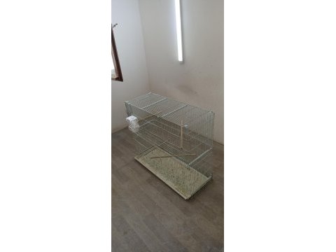 Uygunculara gelsin şov jumbo muhabbet kuşlar