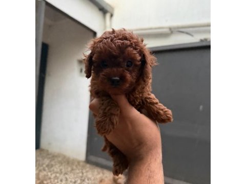 Kısa kuyruk kore dark brown yavrular