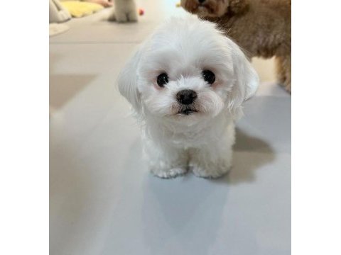 Maltese yavrular