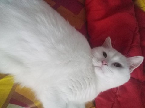 7 aylık erkek british shorthair