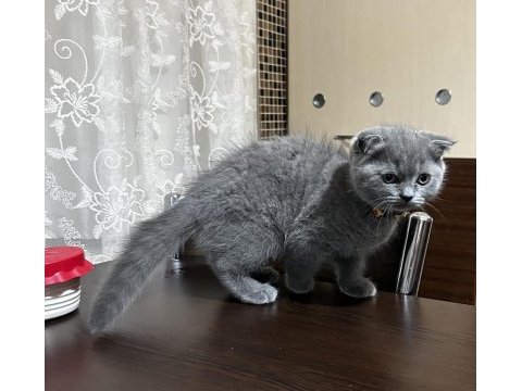 Gri erkek yavru scottish fold