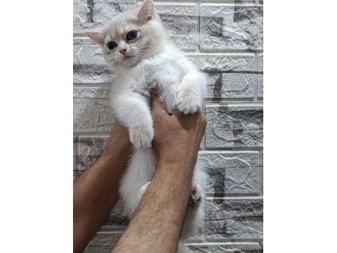 Safkan blue golden british shorthair