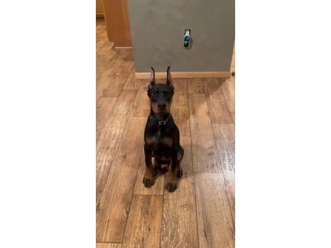 Doberman sarışın esmer farketmez düşürür