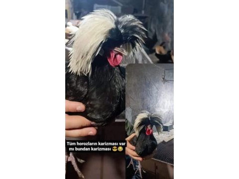 Rahibe fizan cinsi süs tavukları