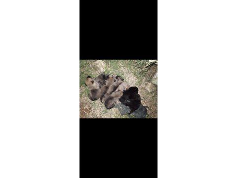 8 adet safkan belçika kurdu yavruları