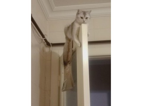 9 aylık kedimiz kısırlaştırma yapıldı