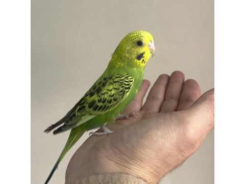 Bebek muhabbet kuşu yeni yeme düşmüş