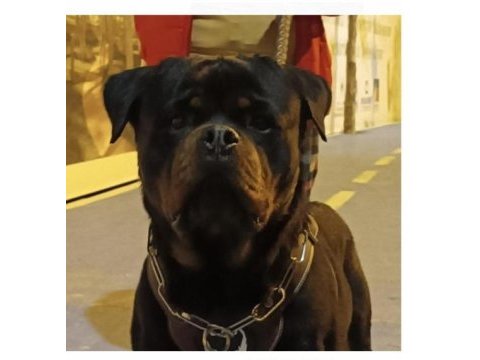 Rottweiler