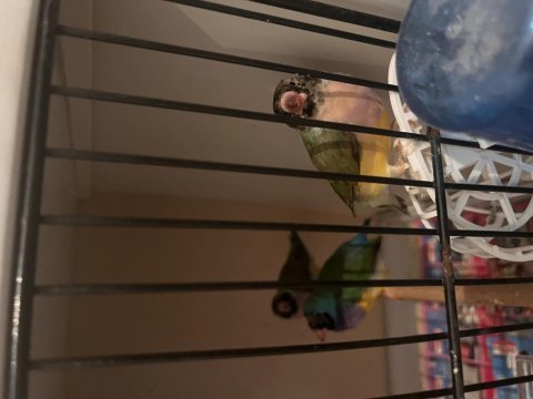 Goldian finch takımlar yavrular mevcut