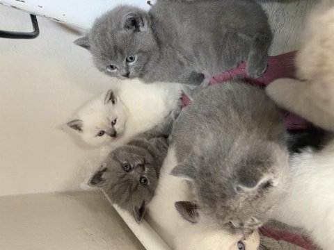 British shorthair yavrularıma yuva arıyorum