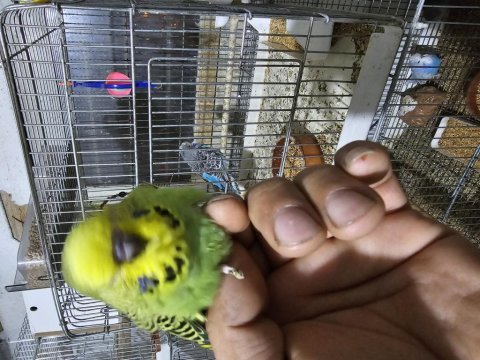 Yeni yeme düştü şov yavru muhabbet kuşlar kendi üretimim