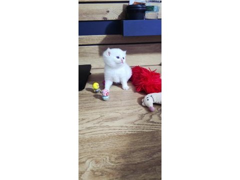 British shorthair beyaz golden point