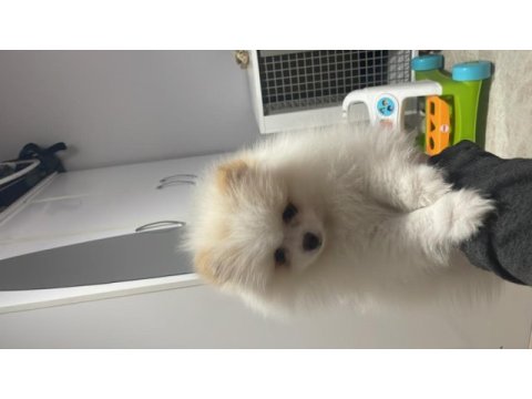 Pomeranian boo köpeğimiz