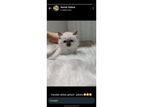 Lilak rengi minnoşum ve muhteşem british kardeşi