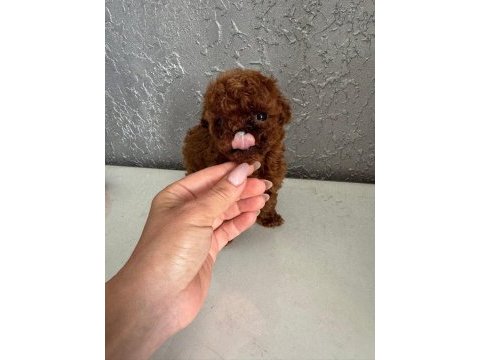 Micro teacup korean dark brown poodle yavrularımız